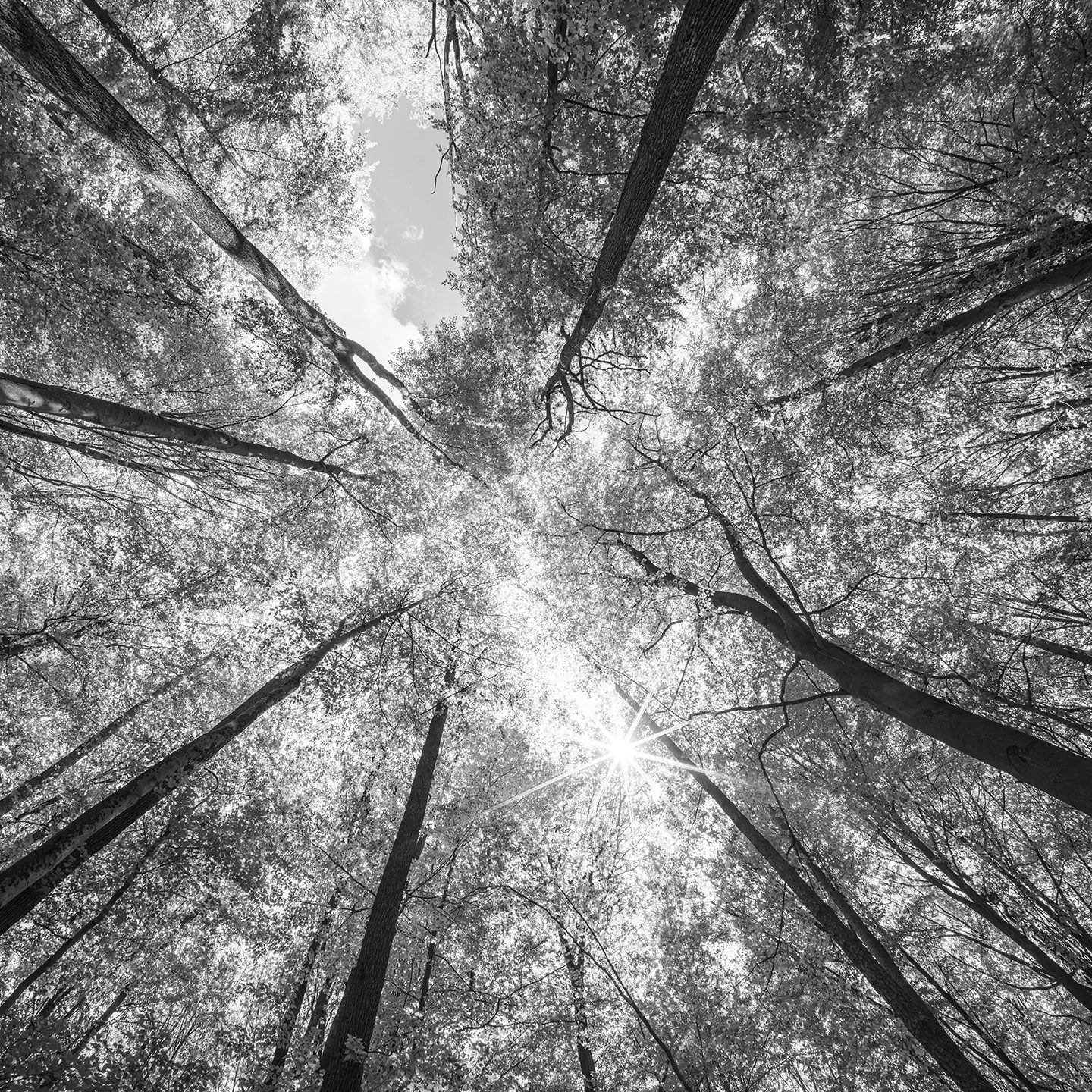 Focus Sustainability