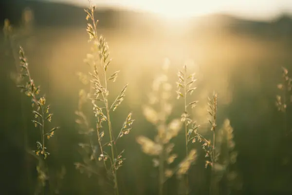 Sustainability & CSR